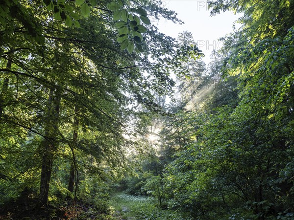 Morning atmosphere at sunrise, sunlight falls through a forest onto a forest path, Gössl,