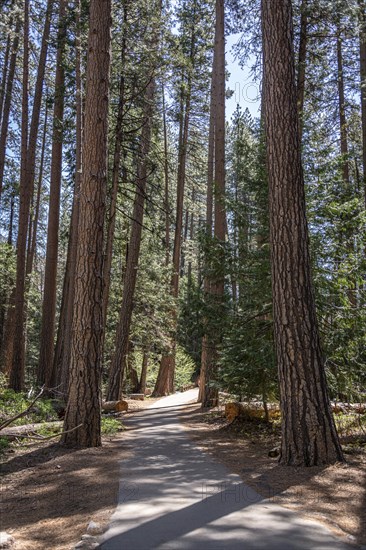 Hiking Trail in Yosemite Valley, California, USA, North America