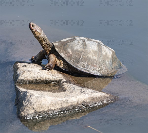 Tortoise in the Kruger National Park, South Africa, Africa