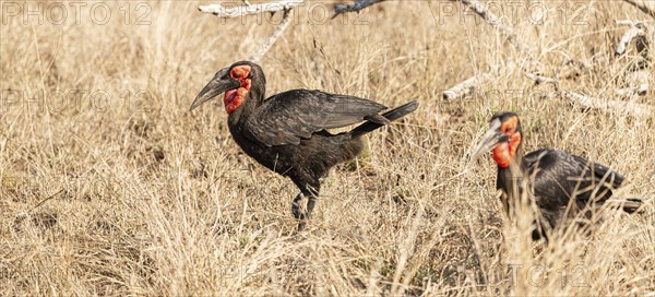 Southern Ground Hornbill (Bucorvus Leadbeateri) in dry grass at Kruger National Park, South Africa,