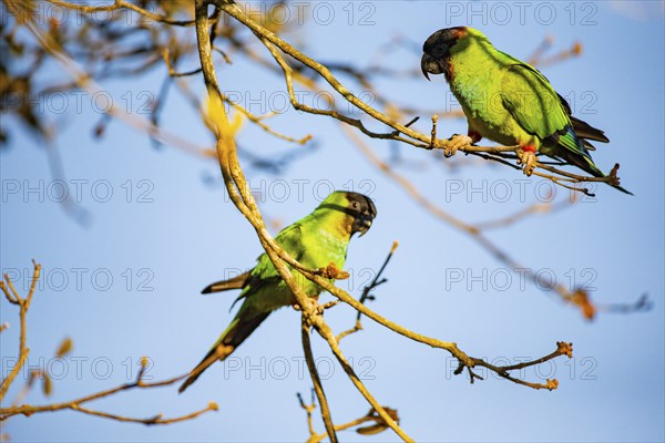 Nanday parakeet (Aratinga nanday) Pantanal Brazil