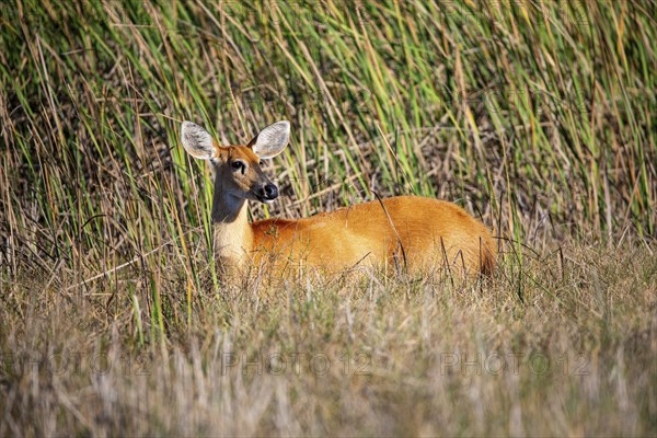 Marsh deer (Blastocerus dichotomous) Pantanal Brazil