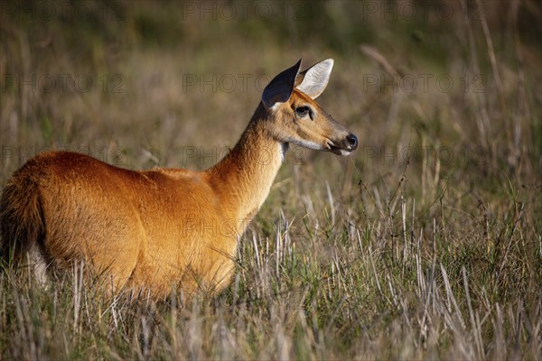Marsh deer (Blastocerus dichotomous) Pantanal Brazil