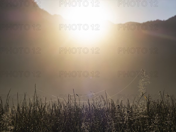 Morning atmosphere, spinning threads, meadow in the morning light, near Gössl, Salzkammergut,