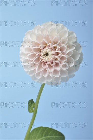 Dahlia pompom on blue background