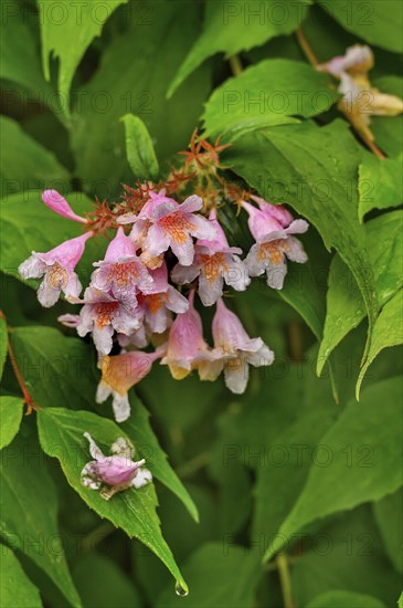 Weigelia (Weigela, syn.: Weigelia), in spring, Kempten, Allgäu, Swabia, Bavaria, Germany, Europe