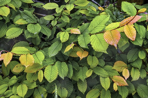 Hornbeam hedge in spring, hornbeam (Carpinus betulus), Kempten, Allgäu, Swabia, Bavaria, Germany,