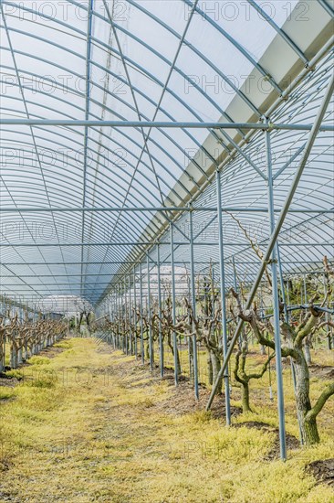 Vertical view of pruned vines growing inside a greenhouse, in rural South Korea
