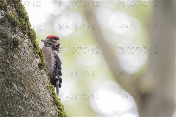 Young great spotted woodpecker (Dendrocopos major) on a mossy tree trunk with a blurred forest