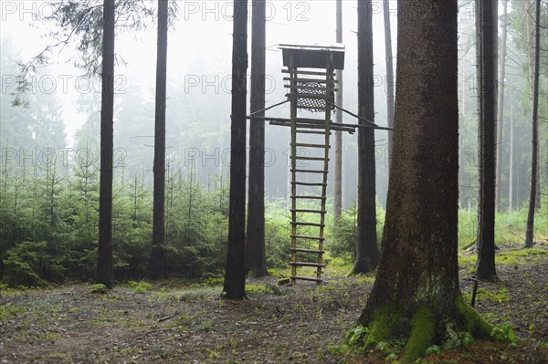 Ladder leading to a wooden hunting stand in a misty forest with tall trees, Bavaria