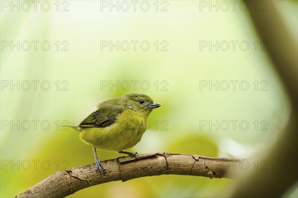 Close up of a Dickschnabelorganist (Euphonia laniirostris) sitting on a branch