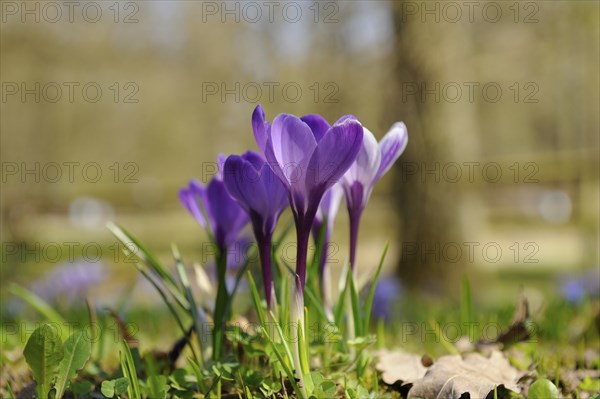 Spring crocus (Crocus vernus) flowering on a meadow in spring, Bavaria