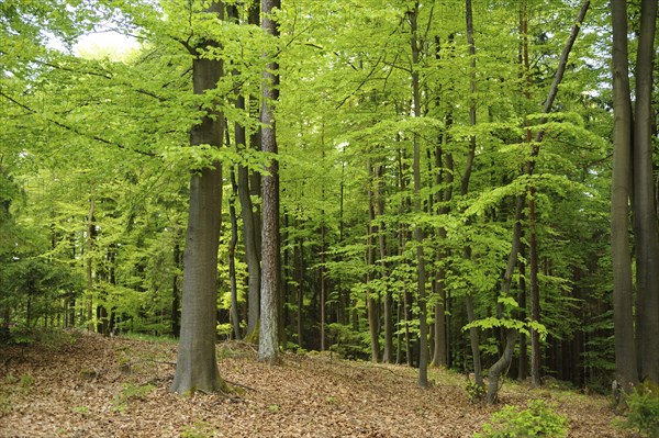 A lush forest filled with vibrant green trees, Bavaria