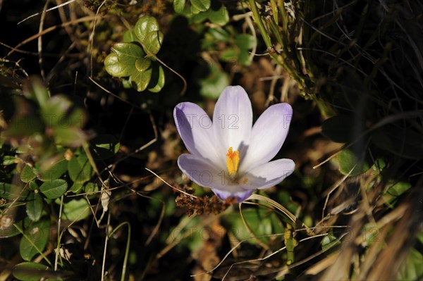 Spring crocus (Crocus vernus) flowering on a meadow in spring, Bavaria