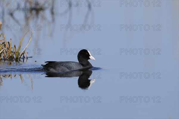 Eurasian coot (Fulica atra) swimming on a lake, wildlife, Altmühlsee, Franconia