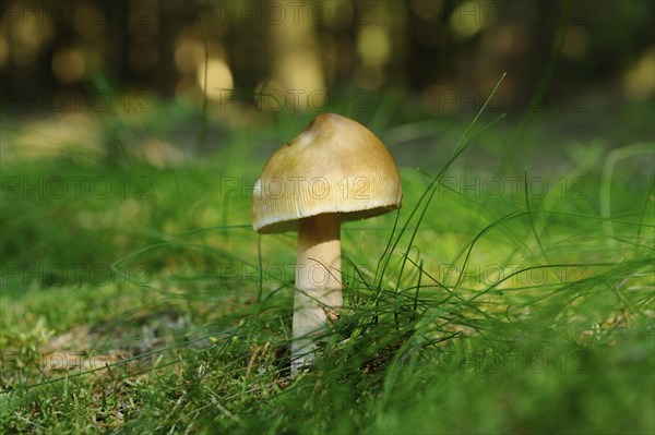 Tawny grisette or Orange-brown ringless amanita (Amanita fulva) on the mossy ground of a forest,