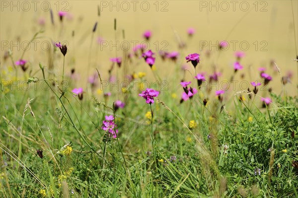 Carthusian pink (Dianthus carthusianorum) blossoms on a meadow, Upper Palatinate