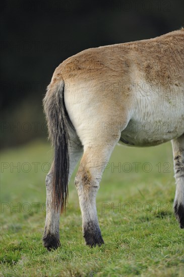 Przewalski's horse (Equus ferus przewalskii) Hintern auf einer Wiese, Bayern