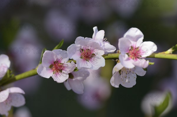 Close-up of Cherry plum (Prunus cerasifera) blossoms in spring, Bavaria