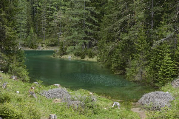 Lush vegetation surrounds a lake with green water in a dense forest, Grüner See, Styria