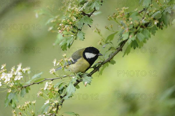 Great tit (Parus major) on a flowering branch surrounded by green leaves in a natural setting,