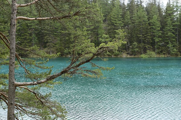 View of a lake with clear blue-green water, surrounded by a dense forest and branches in the