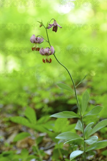 Close-up of a Martagon lily (Lilium martagon) flowering in a forest surrounded by green foliage,