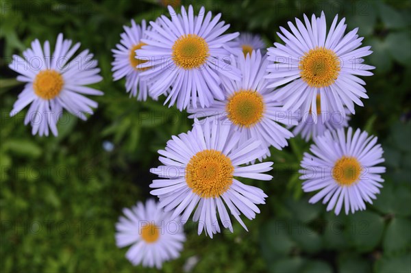 European Michaelmas daisy (Aster amellus) blooms in a garden, Bavaria