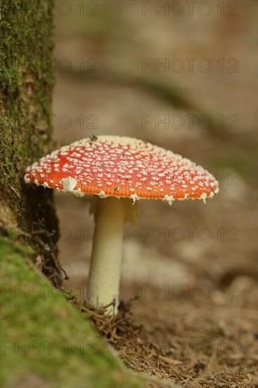 Fly agaric (Amanita muscaria) on a forest ground, Bavaria