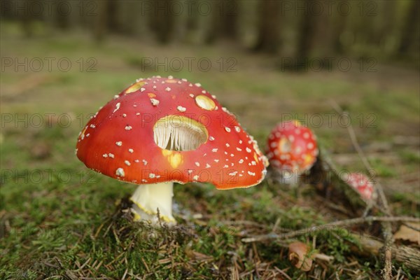 Fly agaric (Amanita muscaria) on a mossy forest ground, Bavaria