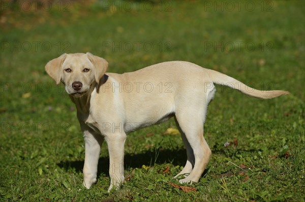A Labrador Retriever puppy stands on a green meadow and looks curiously into the camera, Bayern