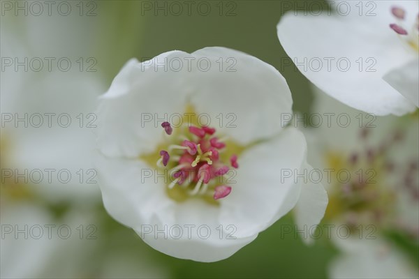 Close-up of pear tree blossoms in spring, Upper palatinate, Bavaria, Germany, Europe