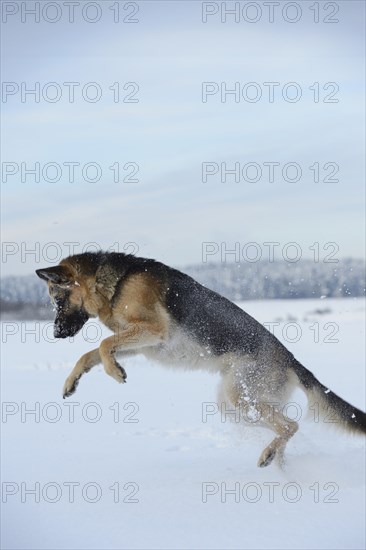 German shepherd dog jumping full of energy in the snow in cold winter weather, Bavaria