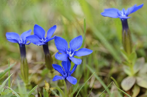 Close-up of Spring Gentian (Gentiana verna) on a meadow in spring, Bavaria, Germany, Europe