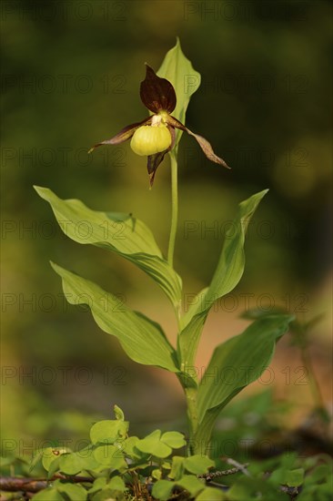 Close-up of lady's-slipper orchid (Cypripedium calceolus) in a forest in spring, Bavaria, Germany,