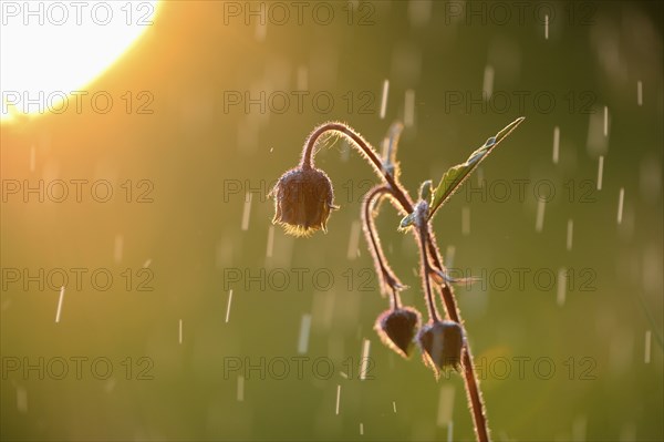 Close-up of water avens (Geum rivale) blossoms in a moor in spring, Bavaria, Germay