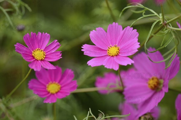 Close-up of a blossom from a garden cosmos (Cosmos bipinnatus) in a garden, Germany, Europe