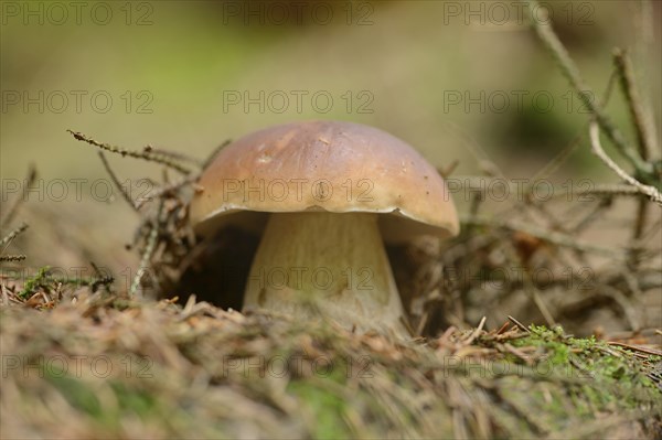 Close-up of a enny bun (Boletus edulis) in a forest, Germany, Europe