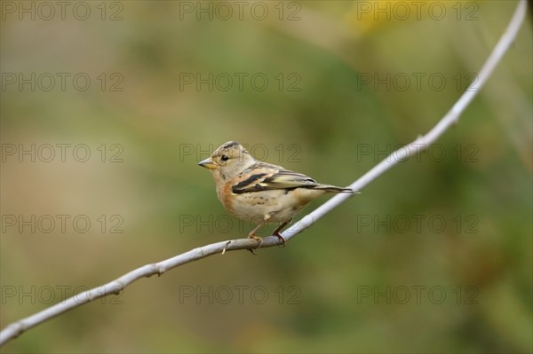 Close-up of a Brambling (Fringilla montifringilla) in autumn in the bavarian forest