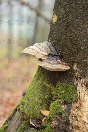 Tinder fungus (Fomes fomentarius) on a European beech (Fagus sylvatica) tree trunk in autumn