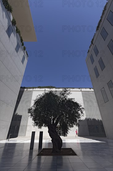 Old olive tree between modern concrete architecture, silhouette, cultural centre of the Stavros