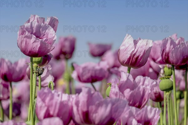 Opium poppy (Papaver somniferum), cultivation of edible poppy, poppy field, Donnersbergkreis,