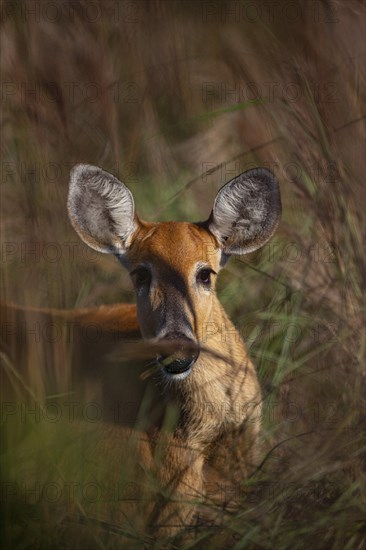 Marsh deer (Blastocerus dichotomous) Pantanal Brazil