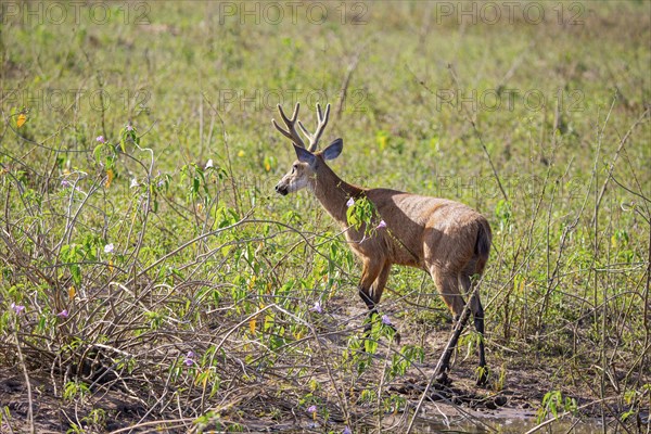 Marsh deer (Blastocerus dichotomous) Pantanal Brazil