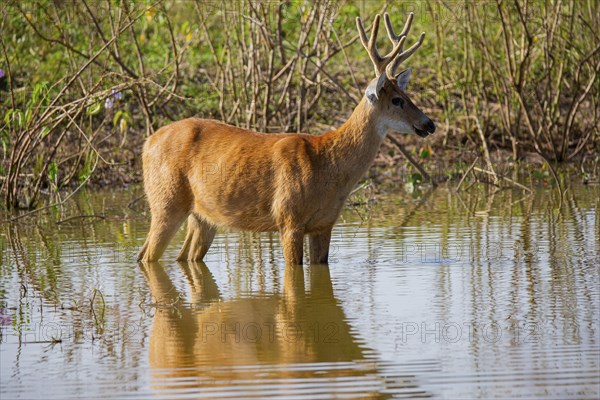 Marsh deer (Blastocerus dichotomous) Pantanal Brazil