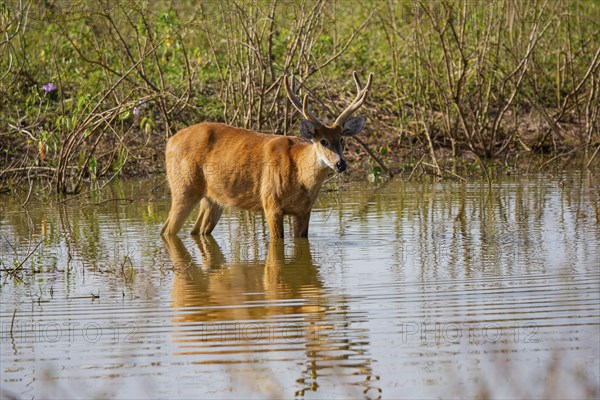 Marsh deer (Blastocerus dichotomous) Pantanal Brazil