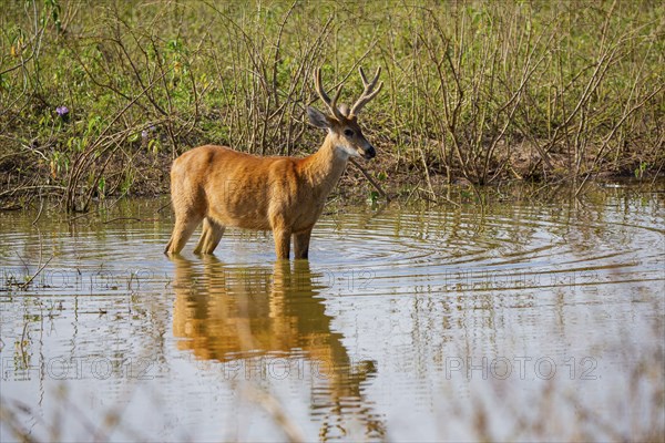 Marsh deer (Blastocerus dichotomous) Pantanal Brazil