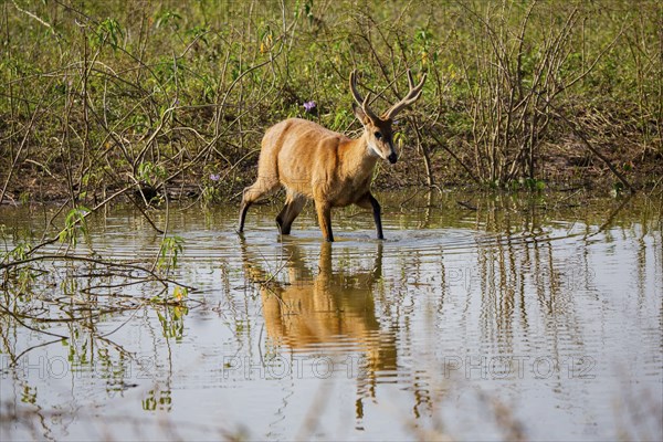 Marsh deer (Blastocerus dichotomous) Pantanal Brazil