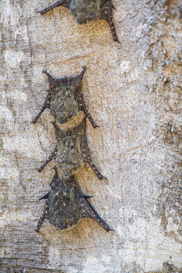 Long-nosed proboscis bat (Rhynchonycteris naso) Pantanal Brazil