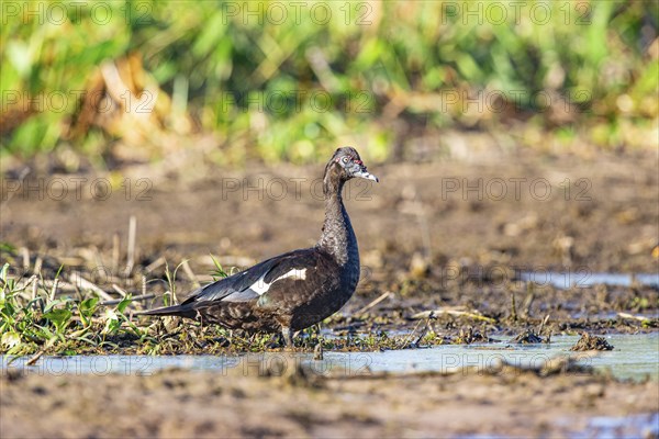 Muscovy duck (Cairina moschata) Pantanal Brazil